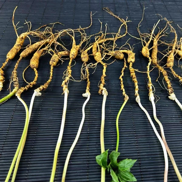 长白山新鲜泡酒煲汤滋补养生佳品