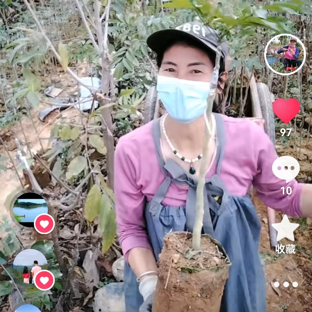 西山（左尾）乌榄苗