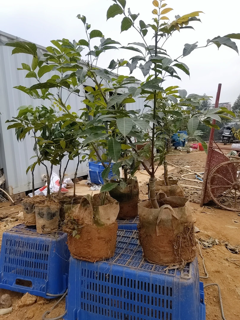 自己嫁接正宗西山乌榄