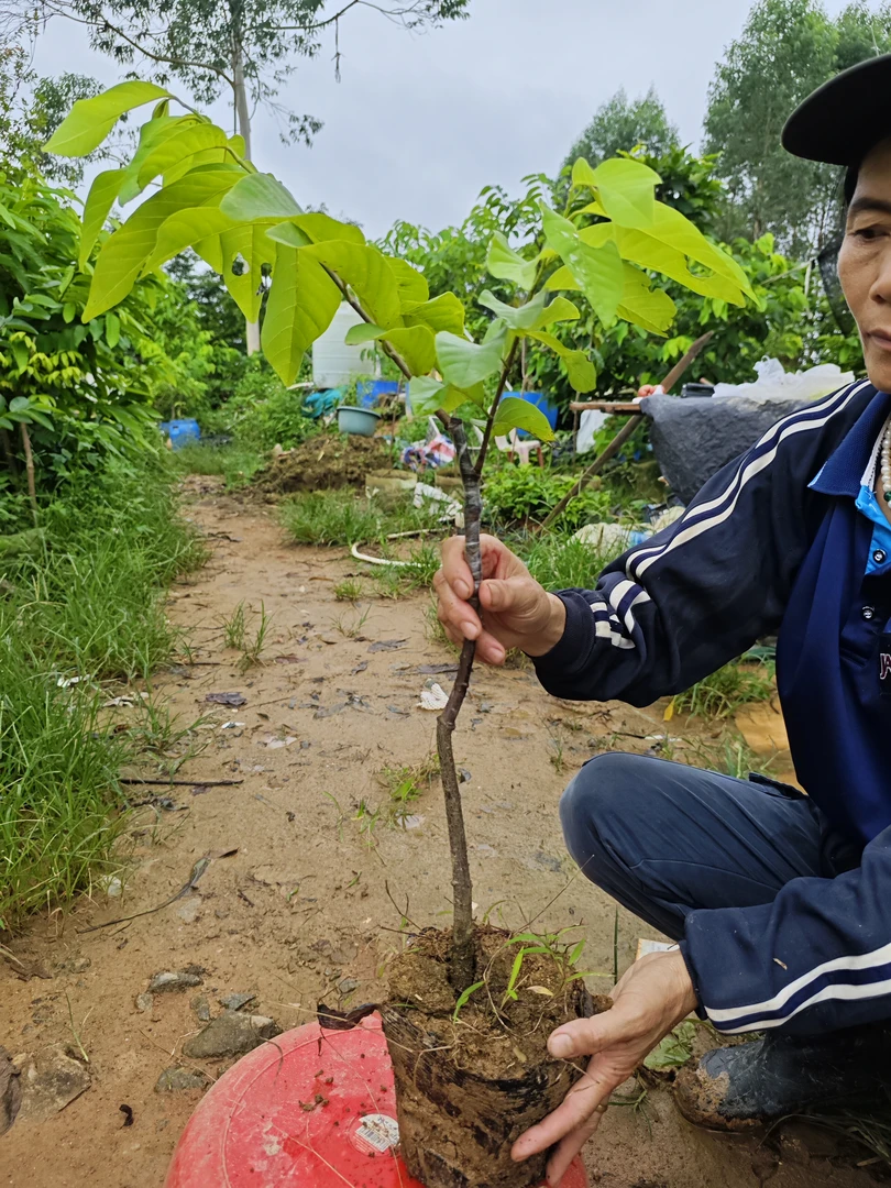 泰国大目释迦苗，嫁接两刀不会得根腐病