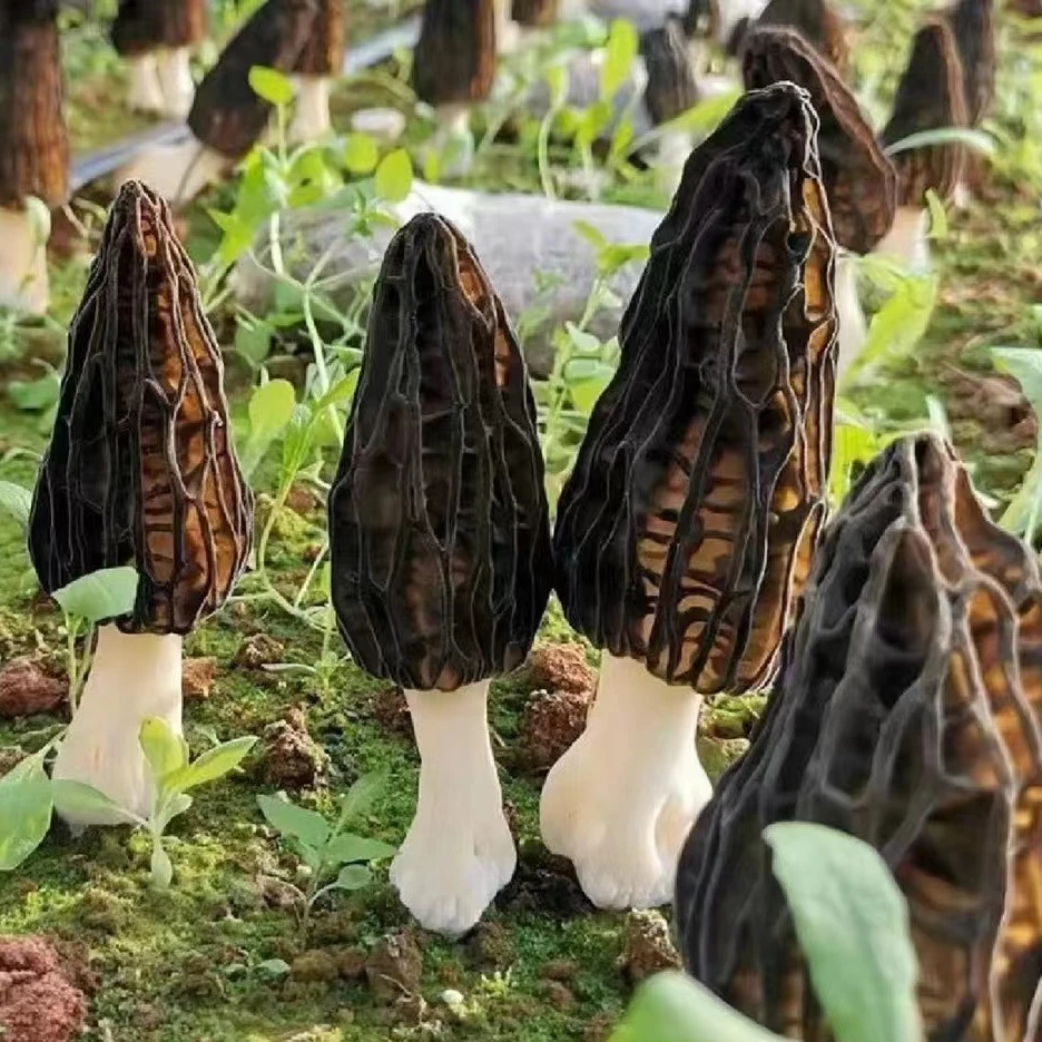 云南山货羊肚菌农家羊肚菌