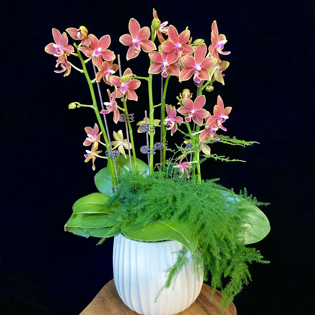 【橘子香水】蝴蝶兰 橙红色系欧品蜡质花 室内花卉 桌面花