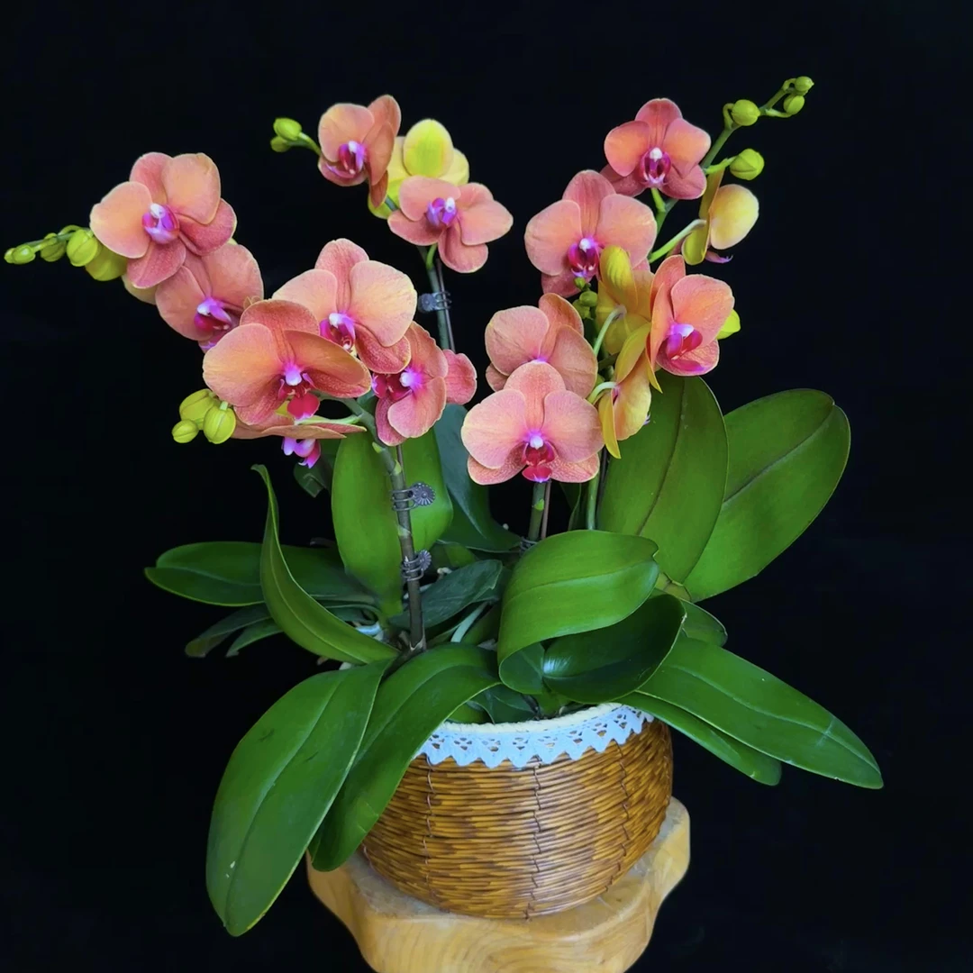 鲜花（金桔）蝴蝶兰 爱马仕橙色系 蜡质花  耐开耐养 室内花卉