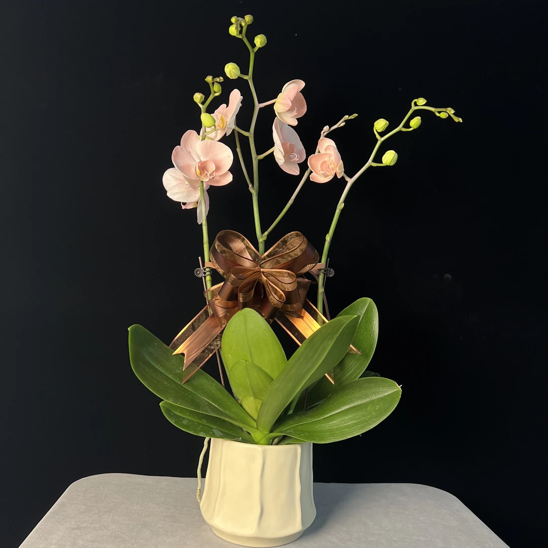 【水蜜桃】 3.0寸杯带侧枝带花带花苞蝴蝶兰源头基地