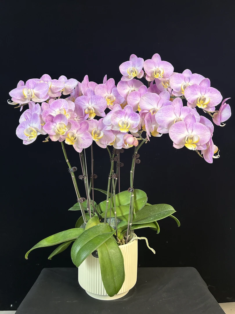 【彩霞】 3.0寸带花带花苞蝴蝶兰源头基地带粉红色