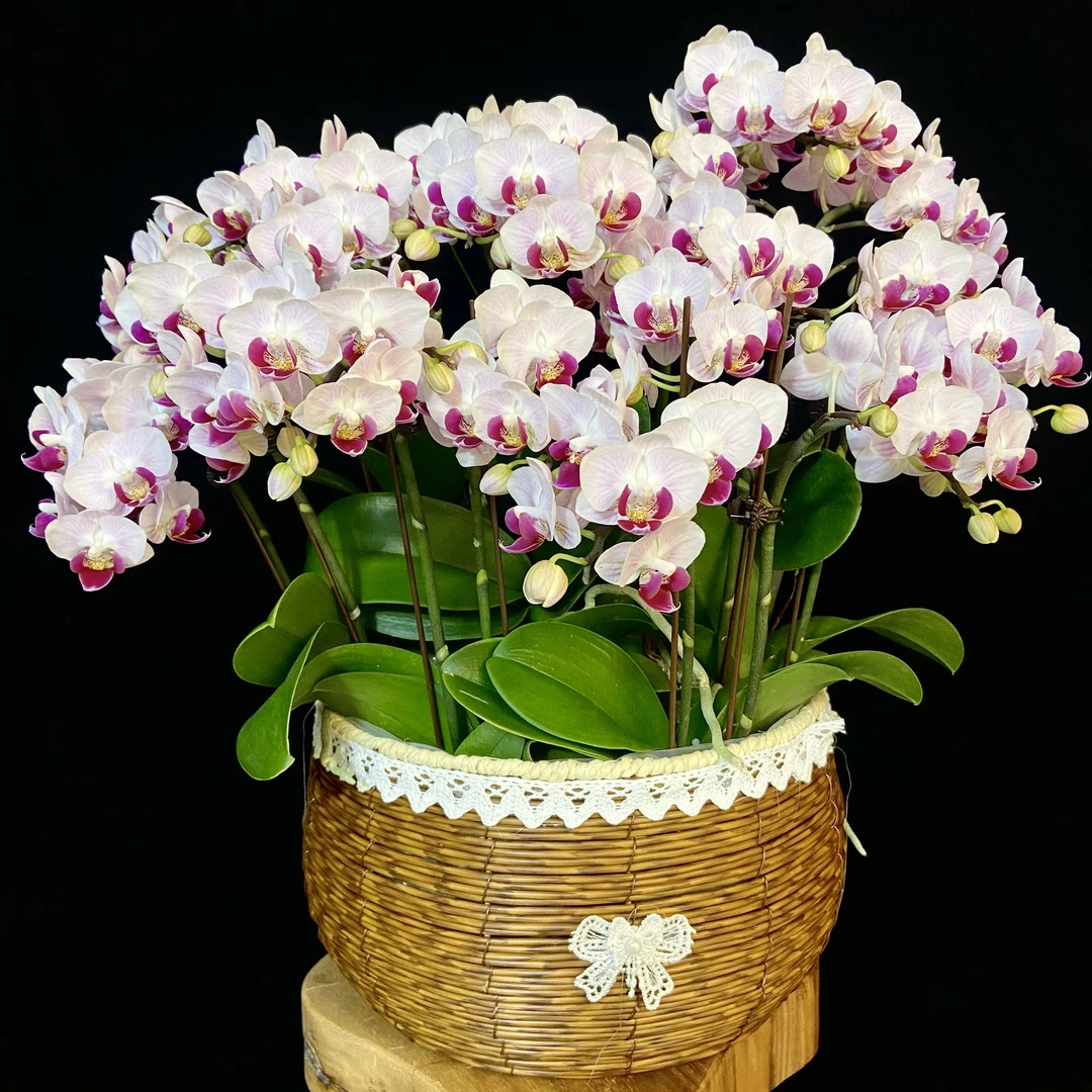 【小貂蝉】蝴蝶兰  粉花红心 高端花花 耐开耐养  室内花卉