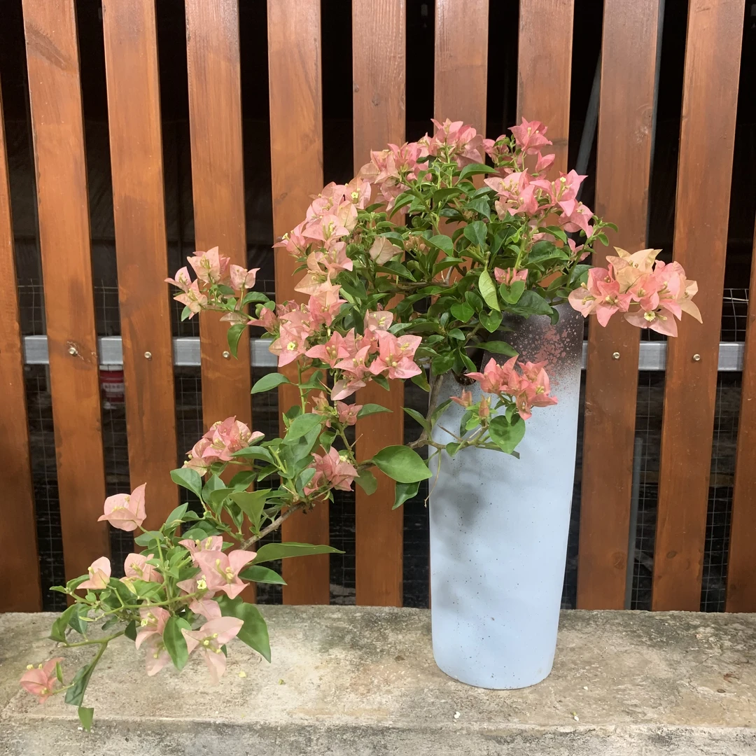 卡雅塔三角梅瀑布桩