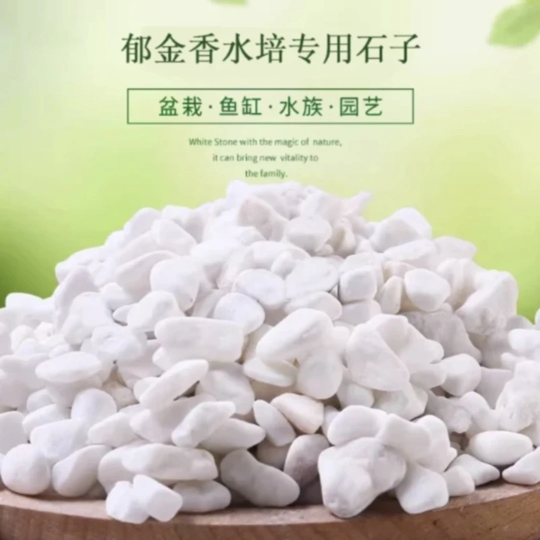 郁金香水培专用石子
