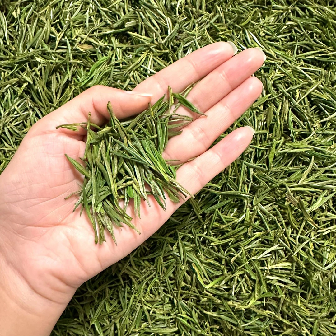 【 中秋小芽福利】中秋福利浓郁小芽头白茶安吉兰香白茶2024新茶