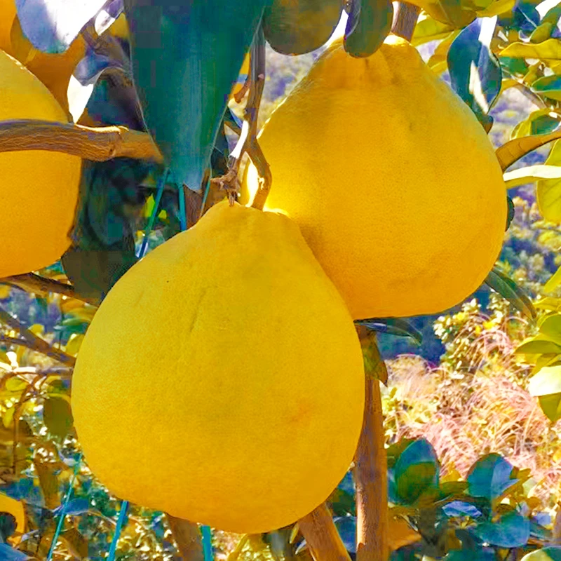 【特大供果】广西容县沙田柚子水果正宗果场现摘新鲜果山现摘现发