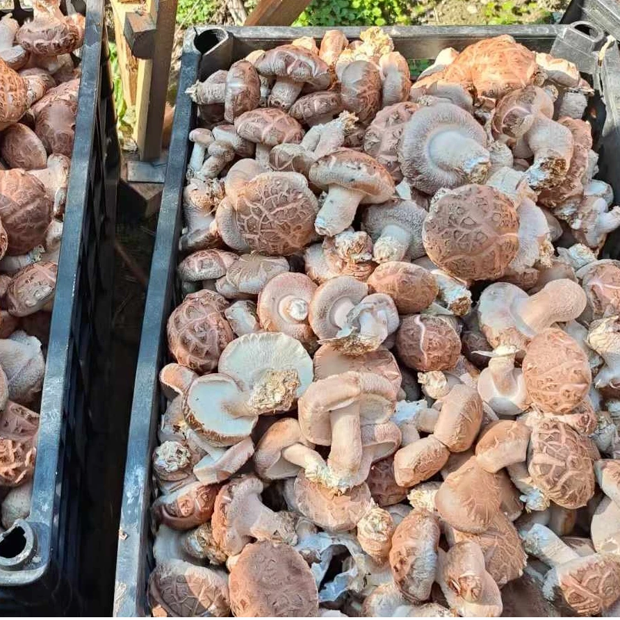 雷山自培香菇鲜香菇