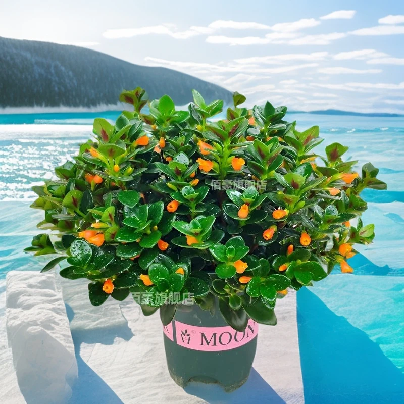 金鱼吊兰好养盆栽室内花卉多肉植物绿植吸甲醛花期超长金黄色花