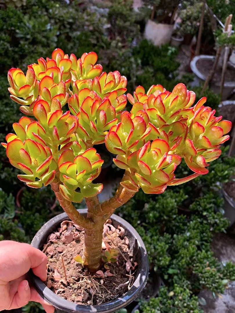 黄金摇钱树 好看好养 新人必拍多肉红色室内种植实物造型空气固定