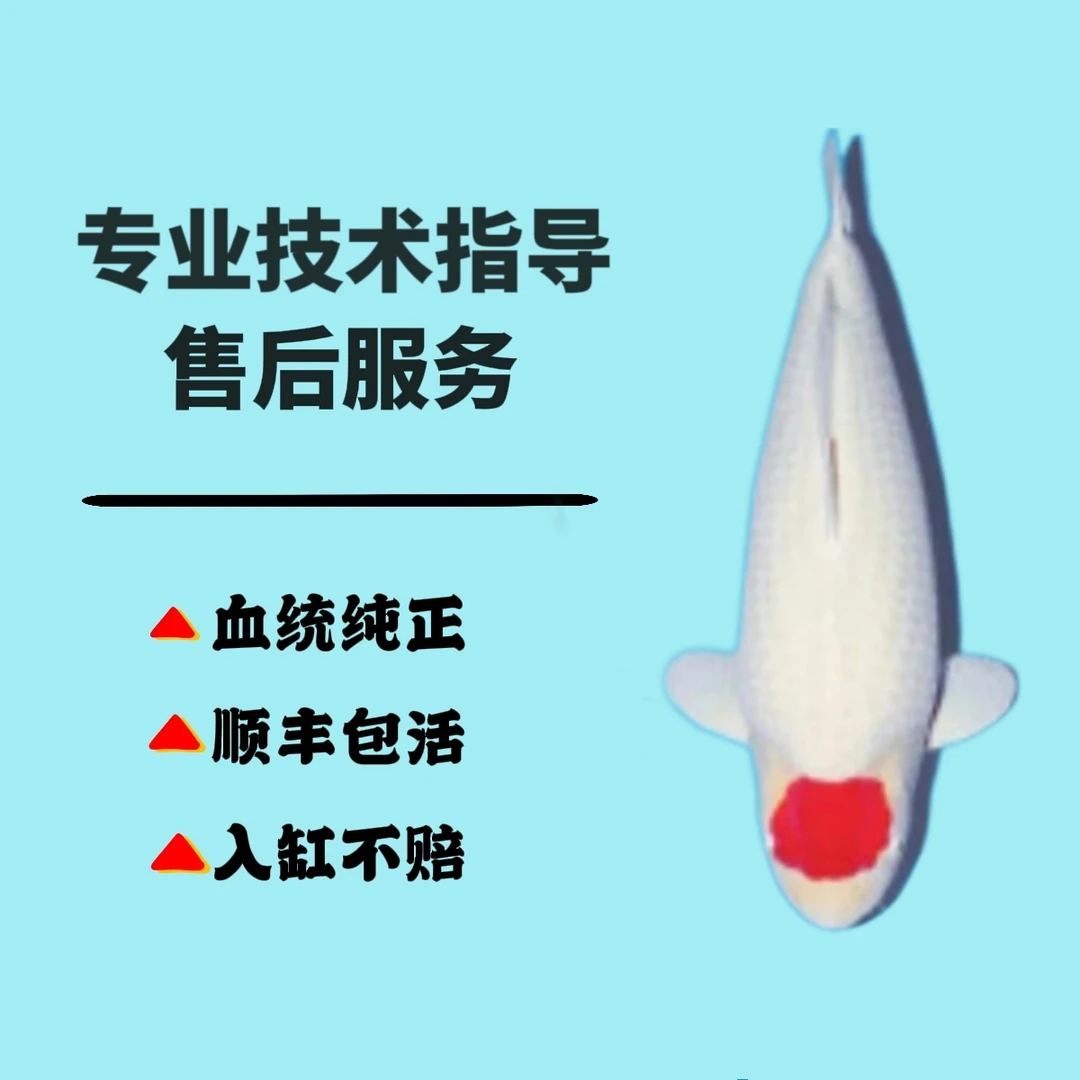 大当岁板井玫瑰系留养级别血统红白丹顶锦鲤观赏鱼40~45cm粗体型