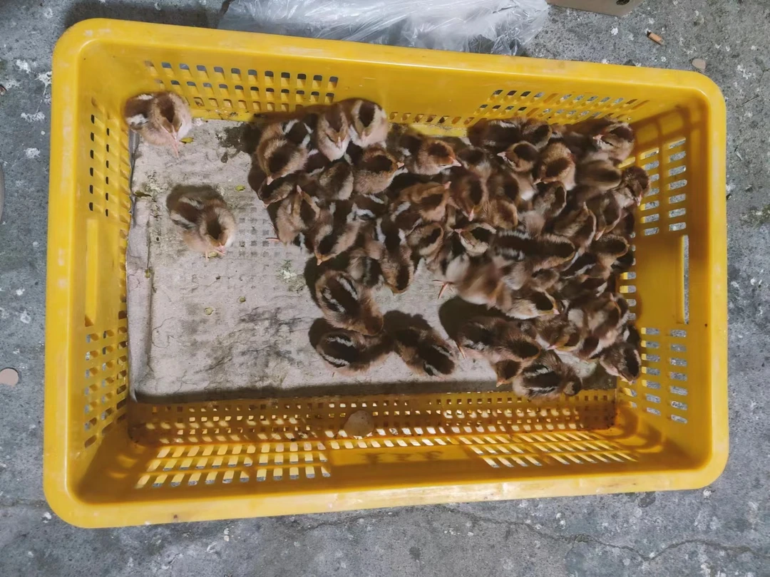 0.5米1只农家土鸡黄羽麻羽塑料笼子