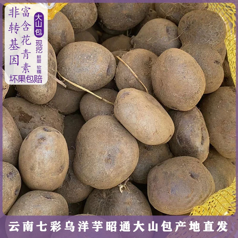 四川大凉山七彩土豆现挖新鲜紫皮乌心土豆当季蔬菜马铃薯洋芋包邮