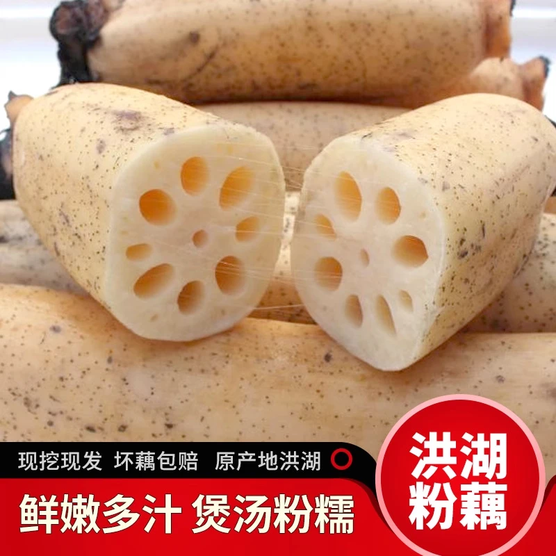 洪湖莲藕新鲜粉糯现挖湖北特产1-5斤九孔七孔红粉藕桂花糯米红藕