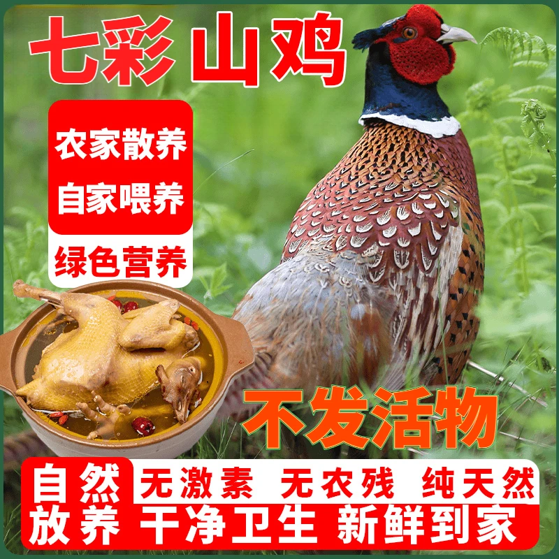 七彩山鸡不发活物现宰现发保证新鲜冷冻保鲜包邮到家单只2-2.5斤