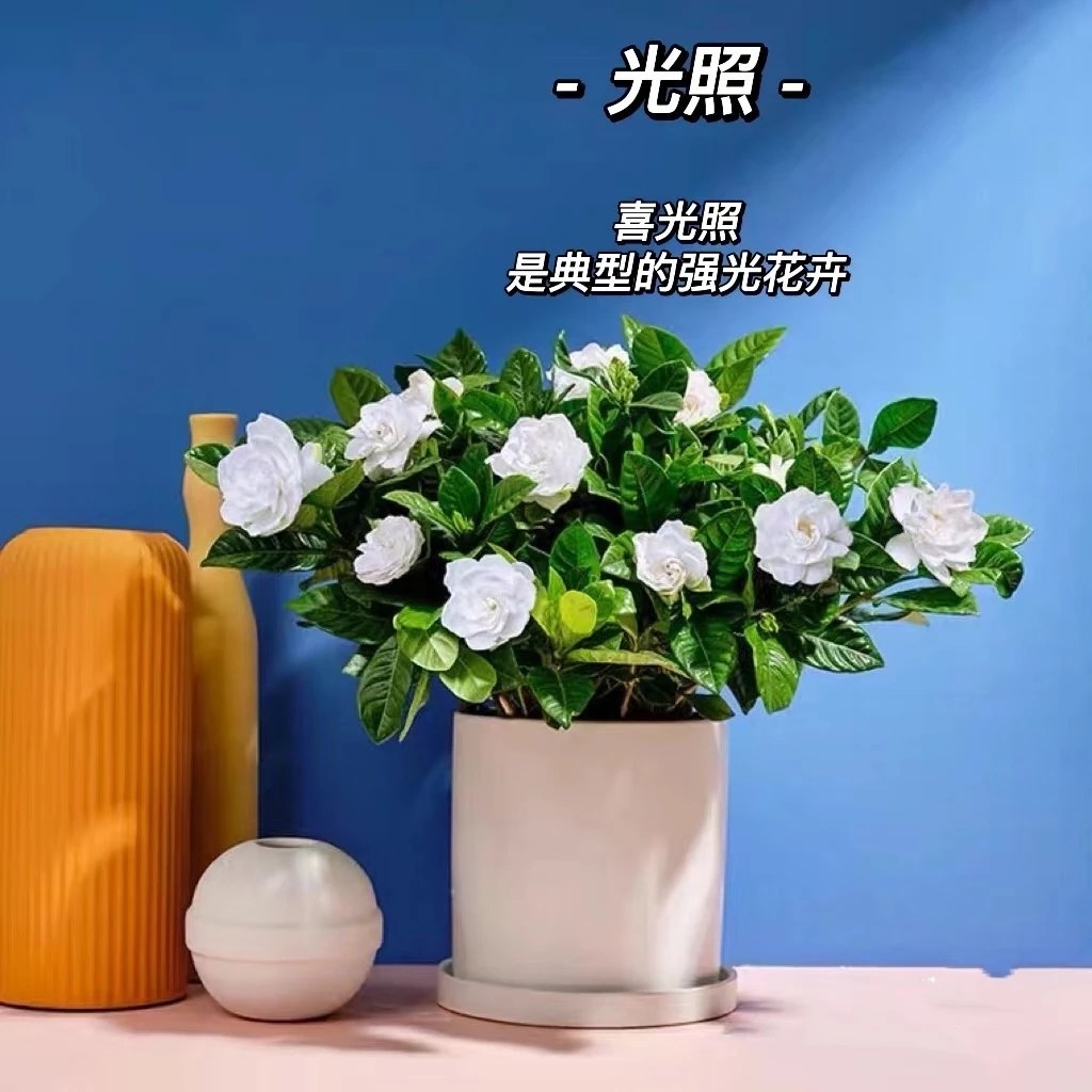栀子花盆栽花卉植物室内水培绿植四季好养茉莉花九里香茶花蝴蝶兰