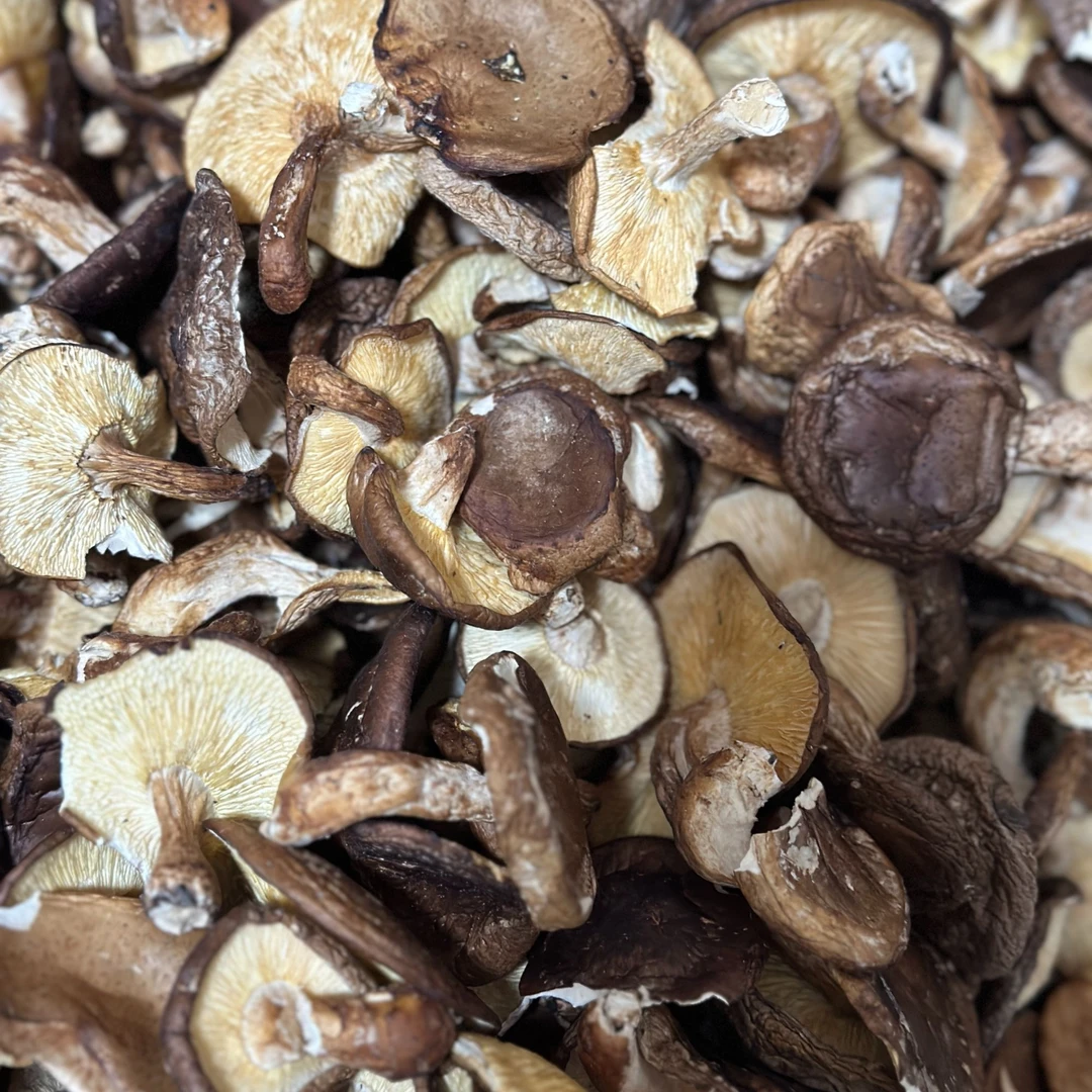 云南野香菇 不熏硫不泡药水 头茬菇 香味浓郁