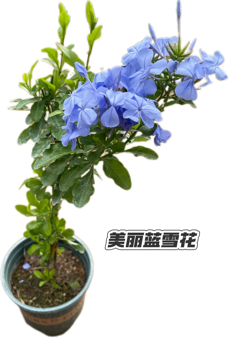 蓝雪花苗盆栽阳台观花耐热好养植物花园庭院爬藤攀援花藤本白雪花