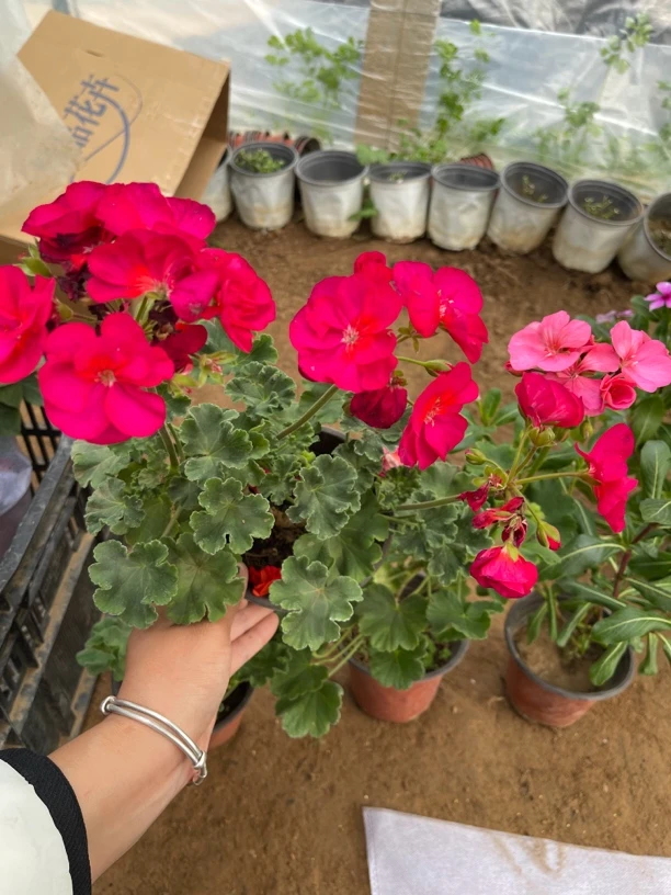 天竺葵中苗带花苞直立单瓣大花紧凑花型