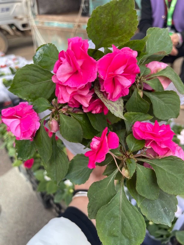 重瓣风仙水梅花盆栽花卉绿植盆栽