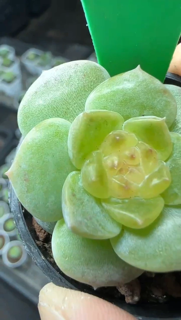 【闪购商品】一物一拍0819—115