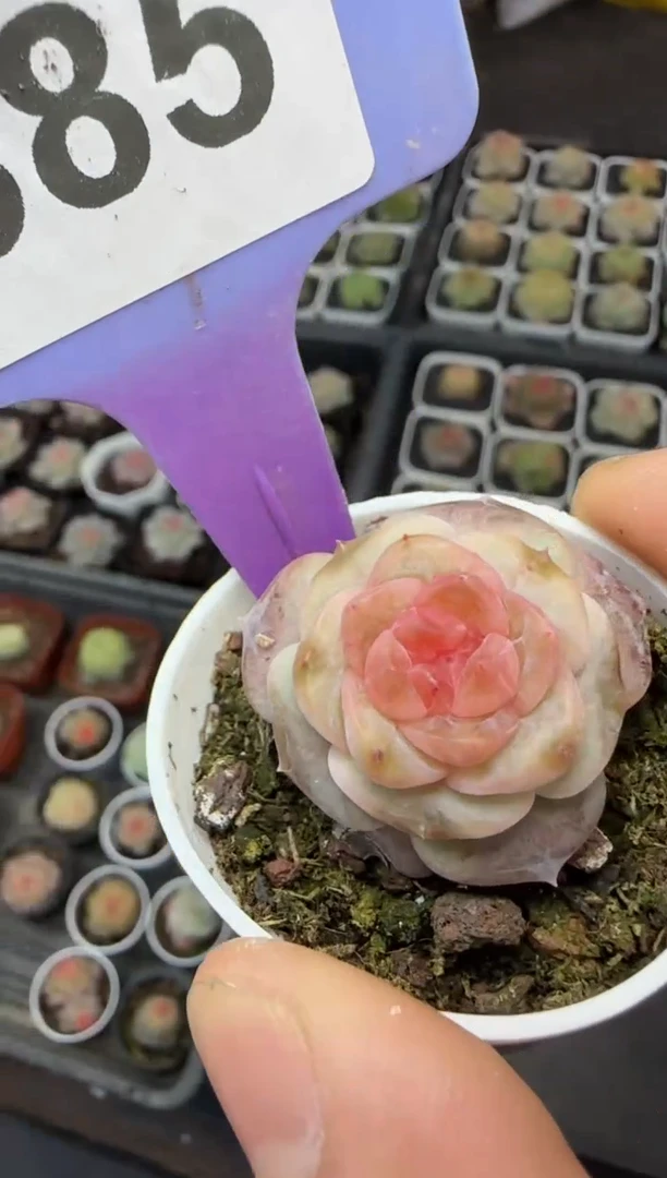 【闪购商品】一物一拍1102—385