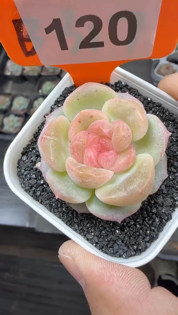 【闪购商品】一物一拍1030—120