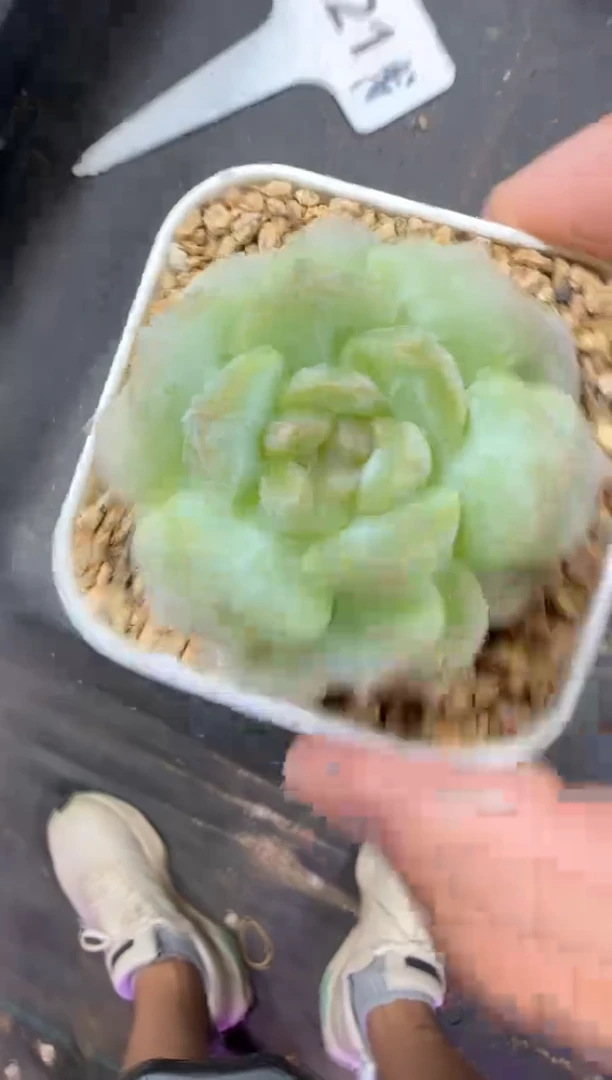 【闪购商品】一物一拍0816—235