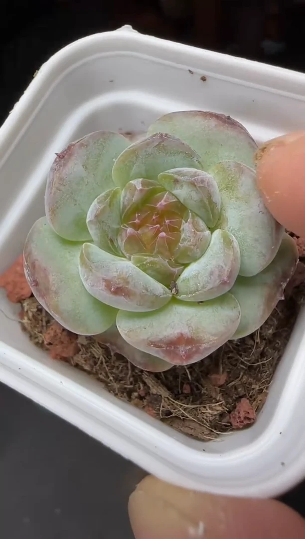 【闪购商品】一物一拍0816—322