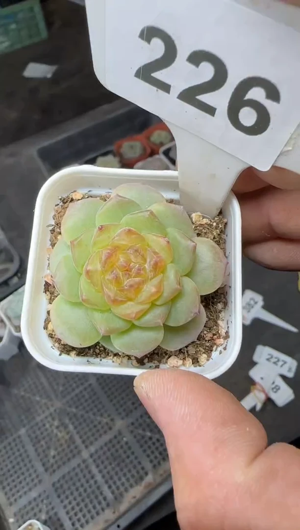 【闪购商品】一物一拍1019—226