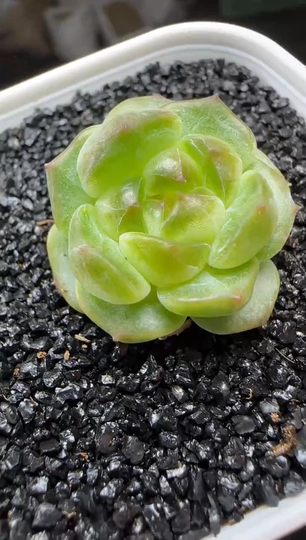 【闪购商品】一物一拍0922—364