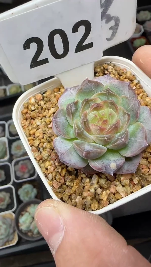 【闪购商品】一物一拍1019—202