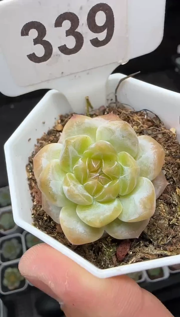 【闪购商品】一物一拍0823—339