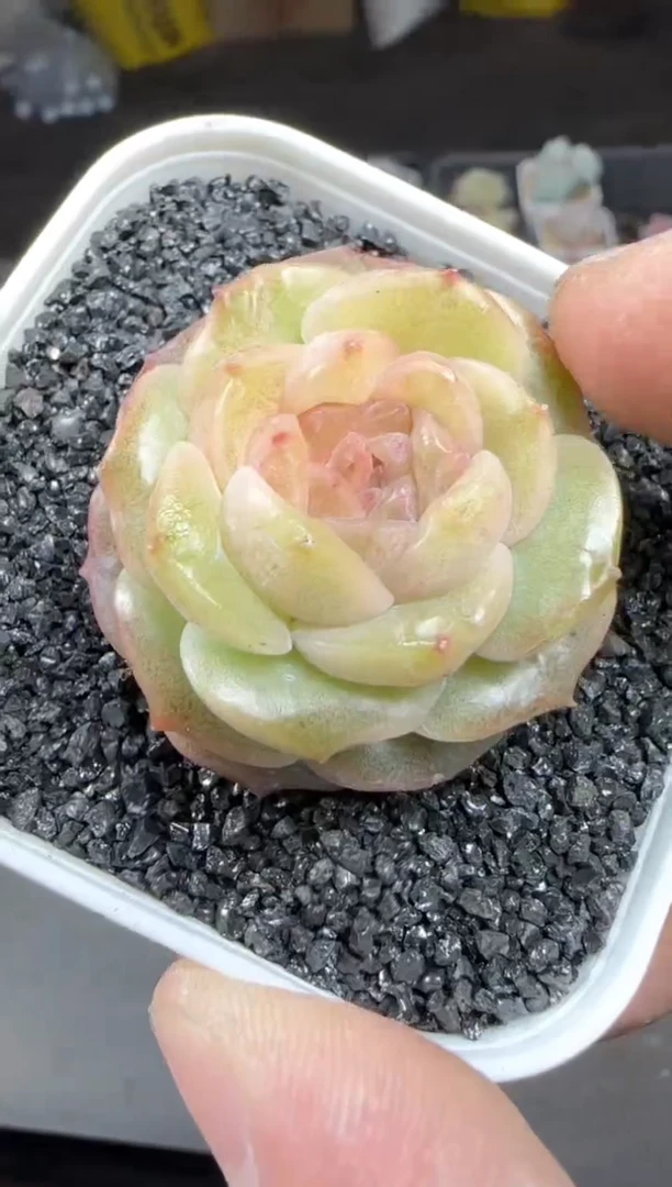 【闪购商品】一物一拍1102—486