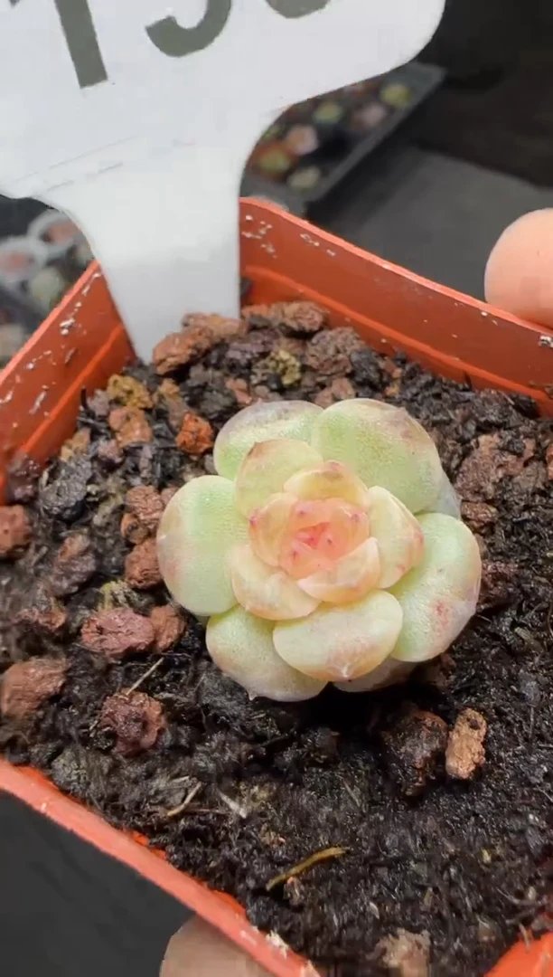 【闪购商品】一物一拍1031—196