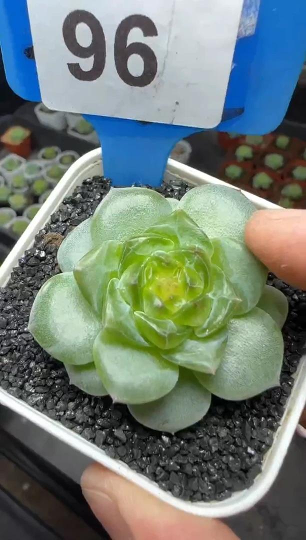 【闪购商品】一物一拍0819—96