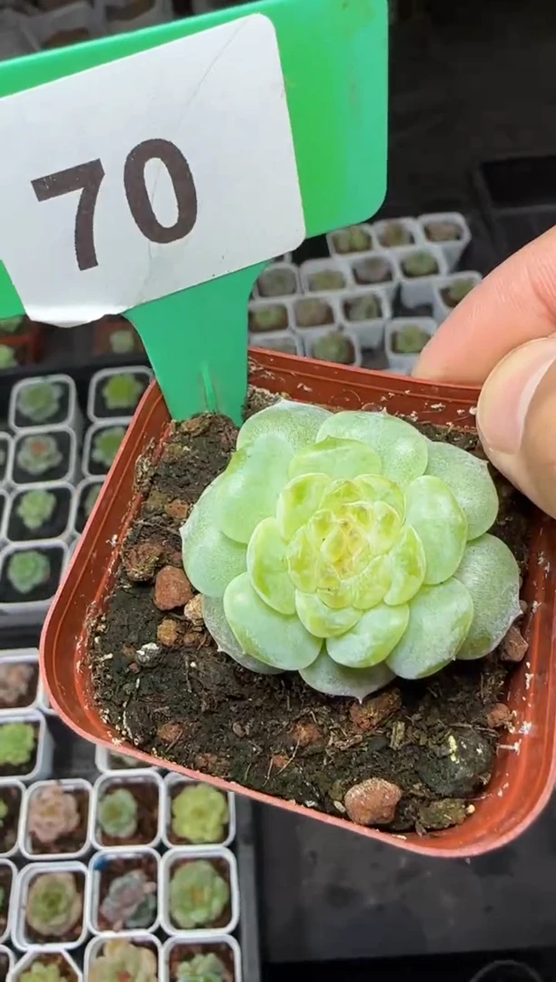 【闪购商品】一物一拍0819—70