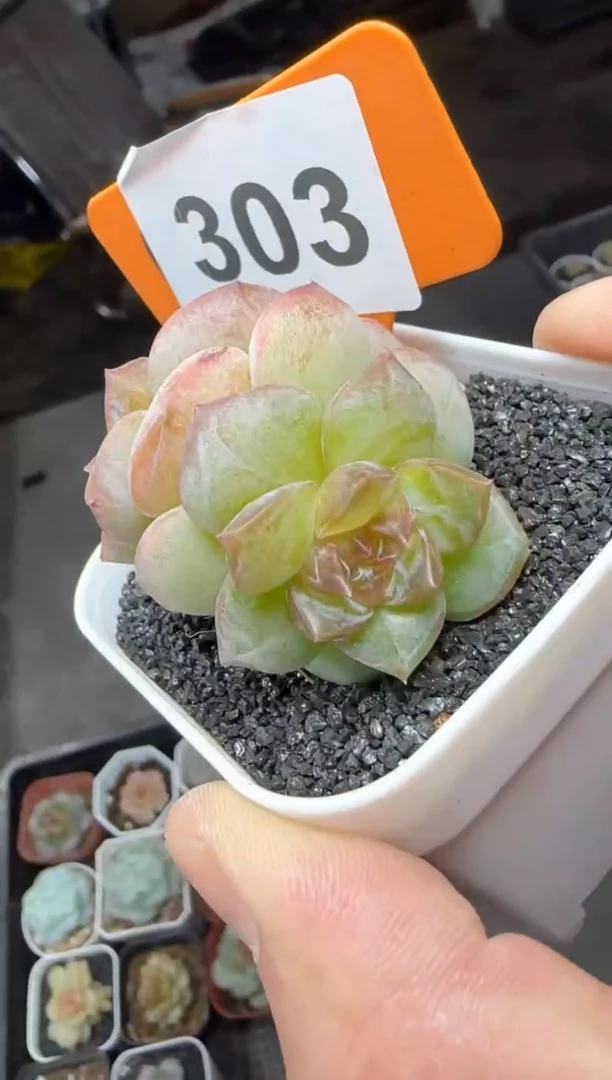 【闪购商品】一物一拍1020—303