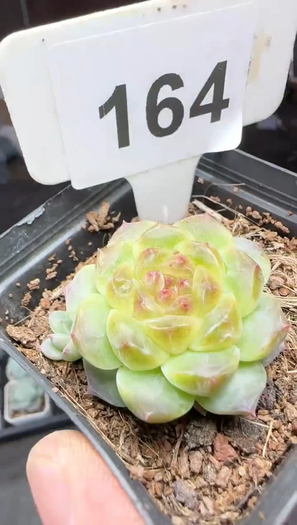 【闪购商品】一物一拍1019—164