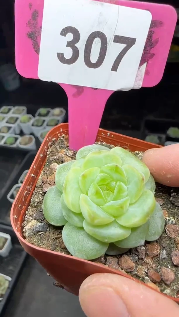 【闪购商品】一物一拍0823—307