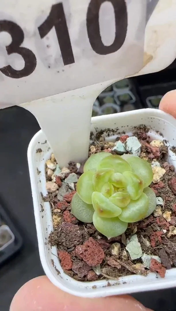 【闪购商品】一物一拍0823—310