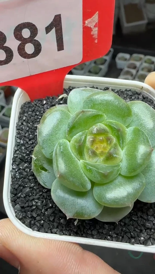 【闪购商品】一物一拍0922—381