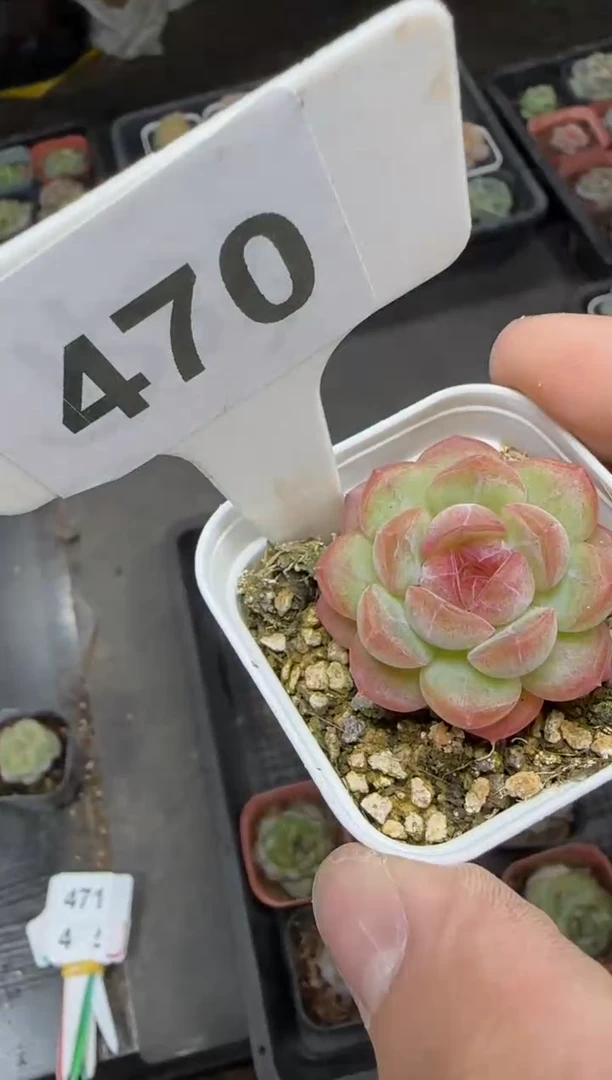 【闪购商品】一物一拍1027..470