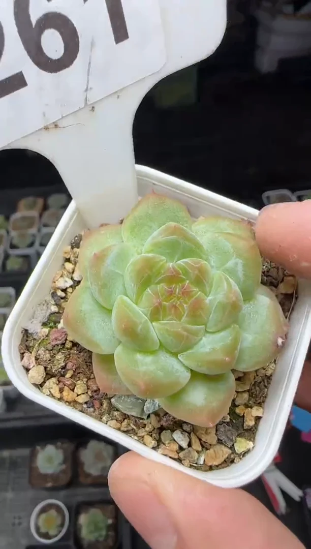 【闪购商品】一物一拍0823—261