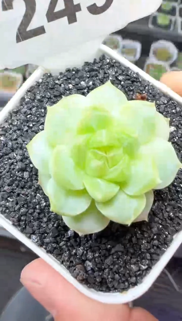 【闪购商品】一物一拍0816—249