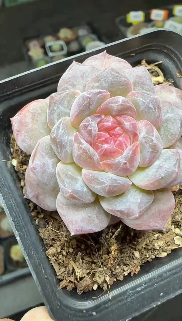 【闪购商品】一物一拍1026—285