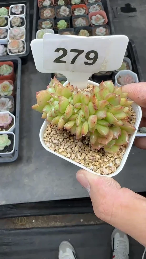 【闪购商品】一物一拍1026—79